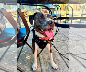 Hei Hei - Male American Pit Bull Terrier-Unknown Mix Dog for Adoption - Photo #4