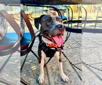 Small Photo #4 American Pit Bull Terrier-Unknown Mix Puppy For Sale in Germantown, OH, USA