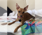 Small #2 Chihuahua Mix