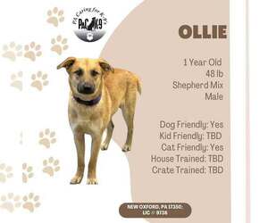 Mutt Dogs for adoption in New Oxford , PA, USA