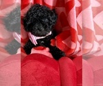 Small Photo #8 ShihPoo Puppy For Sale in SALEM, OR, USA