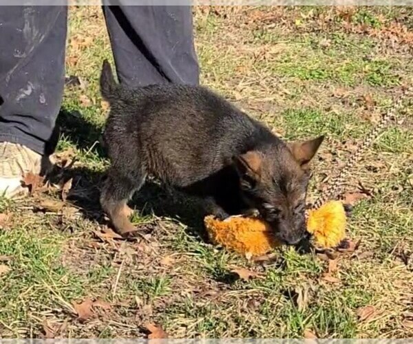 Medium Photo #4 German Shepherd Dog Puppy For Sale in KANSAS CITY, MO, USA