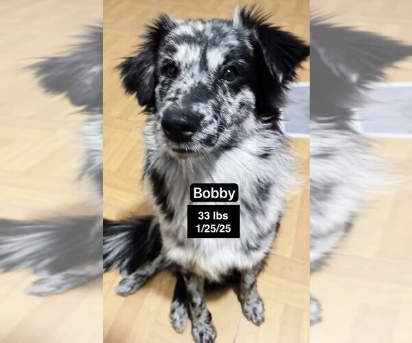 Medium Photo #4 Border-Aussie Puppy For Sale in West Hollywood, CA, USA