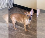 Small #2 Chihuahua