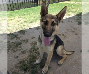German Shepherd Dog Dogs for adoption in Long Beach, CA, USA