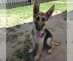 Small German Shepherd Dog