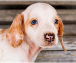 Puppy Chloe Dachshund
