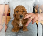 Small Photo #2 Goldendoodle Puppy For Sale in BERLIN, NJ, USA