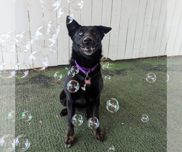 Medium Photo #15 Mutt Puppy For Sale in San Diego, CA, USA