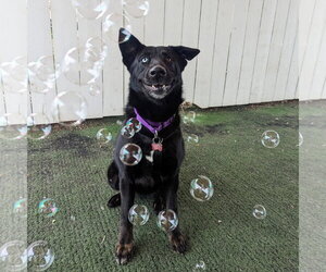 Kira - Female Mutt Dog for Adoption - Photo #15