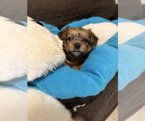 Medium Photo #21 Yorkshire Terrier Puppy For Sale in ORLANDO, FL, USA