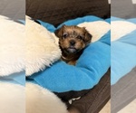 Small Photo #21 Yorkshire Terrier Puppy For Sale in ORLANDO, FL, USA