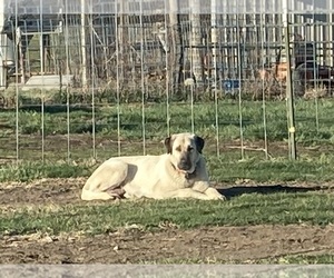 Mother of the Anatolian Shepherd puppies born on 10/11/2025