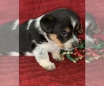 Small Photo #18 Cowboy Corgi Puppy For Sale in MENIFEE, CA, USA