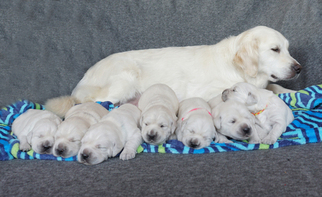 Mother of the Golden Retriever puppies born on 06/14/2017