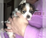 Small Photo #1 Maltese-Morkie Mix Puppy For Sale in CHARLESTON, SC, USA