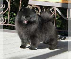 Father of the Pomeranian puppies born on 08/12/2020