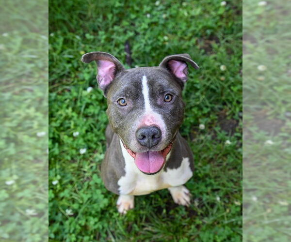 Medium Photo #1 American Pit Bull Terrier Puppy For Sale in Glen Allen, VA, USA