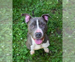 American Pit Bull Terrier Dogs for adoption in Glen Allen, VA, USA