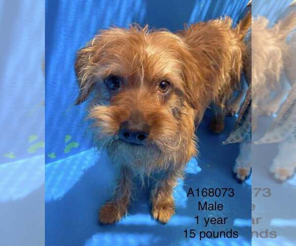 Medium Photo #1 Mutt Puppy For Sale in Calgary, Alberta, Canada