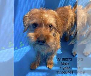 Mutt Dogs for adoption in Calgary, Alberta, Canada