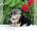 Small #1 Morkie