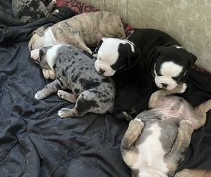 Olde English Bulldogge Puppy for sale in FLORESVILLE, TX, USA