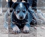 Small Photo #3 Australian Cattle Dog Puppy For Sale in CHAPMANSBORO, TN, USA