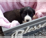 Small Photo #2 Bordoodle Puppy For Sale in OLATHE, CO, USA