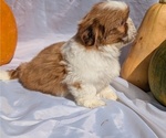 Small #5 Shih Tzu