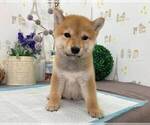 Small Photo #3 Shiba Inu Puppy For Sale in NEW YORK, NY, USA