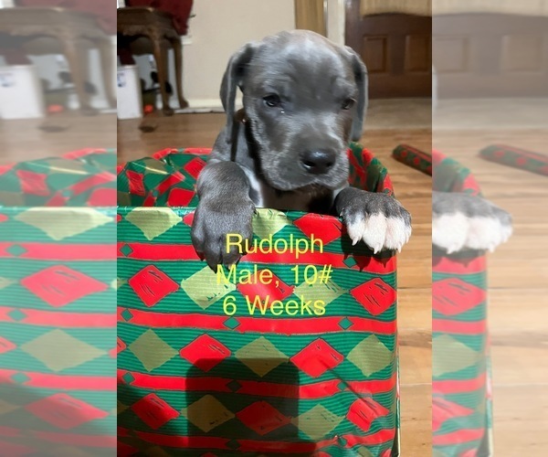 Medium Photo #8 Great Dane Puppy For Sale in WILLIS, TX, USA