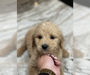 Goldendoodle Puppy for sale in TAMPA, FL, USA