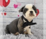 Small Photo #1 English Bulldog-Shih Tzu Mix Puppy For Sale in QUAPAW, OK, USA