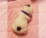 Small Photo #13 French Bulldog Puppy For Sale in CAPE CORAL, FL, USA