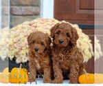 Small #1 Cavapoo