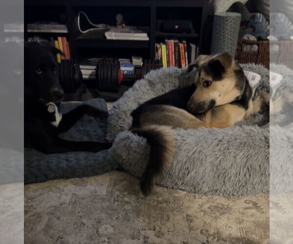 Medium Photo #6 German Shepherd Dog-Unknown Mix Puppy For Sale in Chandler, AZ, USA