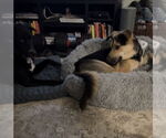 Small #5 German Shepherd Dog Mix