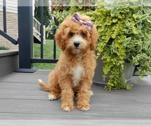 Cavapoo Puppy for sale in MILLERSBURG, OH, USA