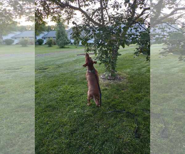 Medium Photo #4 American Pit Bull Terrier-Labrador Retriever Mix Puppy For Sale in Minneapolis, MN, USA