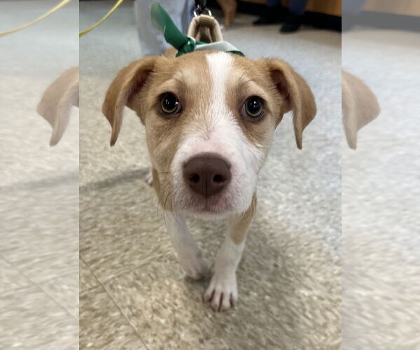 Medium Photo #1 Mutt Puppy For Sale in Germantown, OH, USA