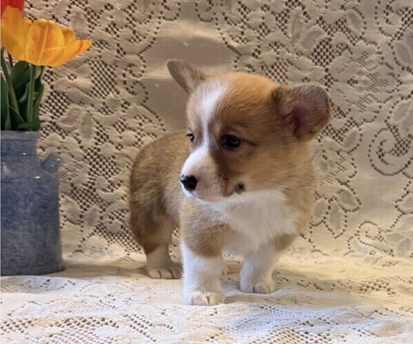 Medium Photo #2 Pembroke Welsh Corgi Puppy For Sale in OWEN, WI, USA