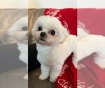 Small Photo #3 Maltese Puppy For Sale in Seattle, WA, USA