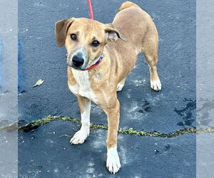 Labbe Dogs for adoption in Batavia, OH, USA