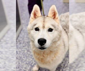 Medium Siberian Husky