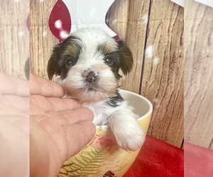 Morkie Puppy for sale in CASSVILLE, MO, USA
