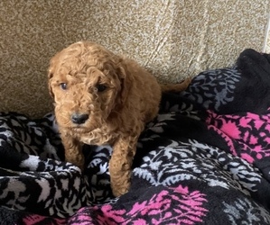 Golden Retriever-Poodle (Toy) Mix Puppy for sale in HOLLAND, MI, USA