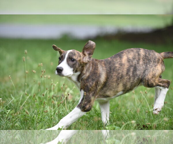 Medium Photo #4 Plott Hound-Unknown Mix Puppy For Sale in Mechanicsburg, PA, USA