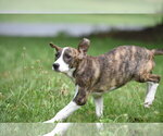 Small #3 Plott Hound Mix