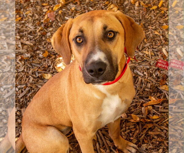 Medium Photo #4 Mutt Puppy For Sale in Canton, CT, USA